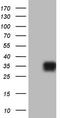 Granulophysin antibody, TA803823, Origene, Western Blot image 