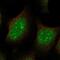 JAZF Zinc Finger 1 antibody, NBP2-57403, Novus Biologicals, Immunocytochemistry image 
