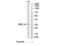Ribosomal Protein L14 antibody, TA313229, Origene, Western Blot image 