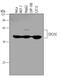 Cell Division Cycle 25C antibody, MAB4459, R&D Systems, Western Blot image 