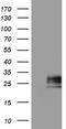 apM-1 antibody, TA804597, Origene, Western Blot image 
