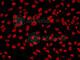 Lysine Demethylase 3A antibody, A2322, ABclonal Technology, Immunofluorescence image 
