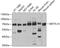 Methyltransferase Like 14 antibody, 23-641, ProSci, Western Blot image 