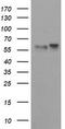 Tripartite Motif Containing 9 antibody, TA800068AM, Origene, Western Blot image 
