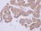 Beta-centractin antibody, NBP2-15275, Novus Biologicals, Immunohistochemistry paraffin image 
