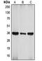 ATF4 antibody, LS-C351865, Lifespan Biosciences, Western Blot image 