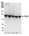 Coatomer Protein Complex Subunit Beta 1 antibody, A304-523A, Bethyl Labs, Western Blot image 