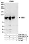 Chromosome Segregation 1 Like antibody, A300-472A, Bethyl Labs, Immunoprecipitation image 