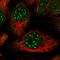 Zinc Finger Protein 584 antibody, HPA043408, Atlas Antibodies, Immunofluorescence image 