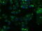 Nitrilase 1 antibody, M09715, Boster Biological Technology, Immunofluorescence image 