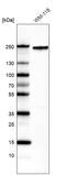 ITG antibody, AMAb91461, Atlas Antibodies, Western Blot image 