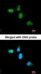 Cell Division Cycle 45 antibody, orb73867, Biorbyt, Immunocytochemistry image 