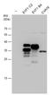 Enterovirus antibody, GTX132338, GeneTex, Western Blot image 