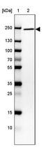 ADP Ribosylation Factor Guanine Nucleotide Exchange Factor 2 antibody, PA5-55287, Invitrogen Antibodies, Western Blot image 