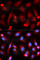 Friend leukemia integration 1 transcription factor antibody, A5644, ABclonal Technology, Immunofluorescence image 