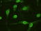 IL-6 antibody, TA500067, Origene, Immunofluorescence image 