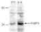 FKBP Prolyl Isomerase 3 antibody, TA347127, Origene, Western Blot image 