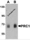 Protein Regulator Of Cytokinesis 1 antibody, 6821, ProSci, Western Blot image 