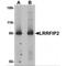 LRR Binding FLII Interacting Protein 2 antibody, MBS150675, MyBioSource, Western Blot image 