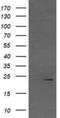 Von Hippel-Lindau disease tumor suppressor antibody, NBP2-45411, Novus Biologicals, Western Blot image 