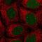 Non-Homologous End Joining Factor 1 antibody, NBP2-55106, Novus Biologicals, Immunofluorescence image 
