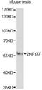 Zinc Finger Protein 177 antibody, A14803, ABclonal Technology, Western Blot image 