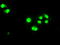 Signal Transducer And Activator Of Transcription 1 antibody, LS-C114663, Lifespan Biosciences, Immunofluorescence image 