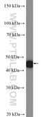 PAFAH1B1 antibody, 20678-1-AP, Proteintech Group, Western Blot image 