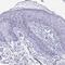 SH3 Domain Binding Glutamate Rich Protein antibody, HPA030690, Atlas Antibodies, Immunohistochemistry frozen image 