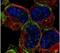 Syntaxin Binding Protein 1 antibody, PA5-30184, Invitrogen Antibodies, Immunofluorescence image 