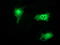 Syntrophin Gamma 1 antibody, M12103, Boster Biological Technology, Immunofluorescence image 