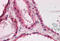 Platelet-activating factor acetylhydrolase IB subunit alpha antibody, MBS242538, MyBioSource, Immunohistochemistry frozen image 