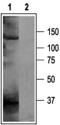 Potassium Voltage-Gated Channel Subfamily H Member 5 antibody, PA5-77606, Invitrogen Antibodies, Western Blot image 