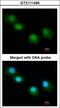 Ubiquilin-1 antibody, LS-C186214, Lifespan Biosciences, Immunocytochemistry image 