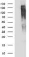 Rap Guanine Nucleotide Exchange Factor 1 antibody, MA5-26282, Invitrogen Antibodies, Western Blot image 