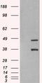Sirtuin 3 antibody, 46-372, ProSci, Western Blot image 