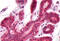 Dual Specificity Phosphatase 26 antibody, MBS247704, MyBioSource, Immunohistochemistry frozen image 
