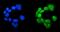 Recombination Signal Binding Protein For Immunoglobulin Kappa J Region antibody, A00767-1, Boster Biological Technology, Immunofluorescence image 