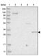Sulfotransferase Family 1B Member 1 antibody, PA5-51683, Invitrogen Antibodies, Western Blot image 
