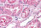 2-oxoglutarate receptor 1 antibody, MBS247251, MyBioSource, Immunohistochemistry paraffin image 