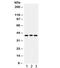 Wnt Family Member 2 antibody, R31926, NSJ Bioreagents, Western Blot image 