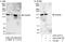 Cingulin antibody, A303-328A, Bethyl Labs, Immunoprecipitation image 