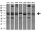 RNA Polymerase III Subunit C antibody, NBP2-45900, Novus Biologicals, Western Blot image 