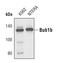 Mitotic checkpoint serine/threonine-protein kinase BUB1 beta antibody, PA5-17137, Invitrogen Antibodies, Western Blot image 