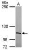 Serpin Family G Member 1 antibody, PA5-31541, Invitrogen Antibodies, Western Blot image 