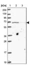 Family With Sequence Similarity 47 Member B antibody, NBP2-13999, Novus Biologicals, Western Blot image 