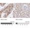 Replication factor C subunit 4 antibody, NBP2-49283, Novus Biologicals, Immunohistochemistry paraffin image 