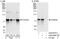 Src substrate protein p85 antibody, A302-608A, Bethyl Labs, Immunoprecipitation image 