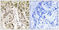 HCFC1 antibody, abx013517, Abbexa, Western Blot image 