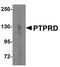 Protein Tyrosine Phosphatase Receptor Type D antibody, GTX17171, GeneTex, Western Blot image 